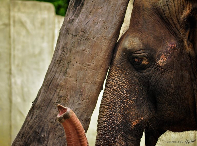 Manila Zoo